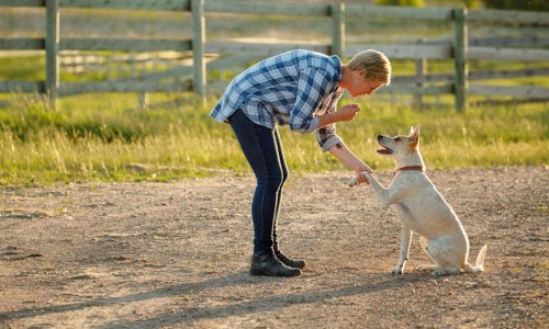 How to train an adult dog - Woonona Petfoods