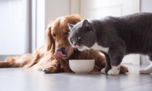 How to Transition Your Pet to a New Diet Safely - Woonona Petfoods