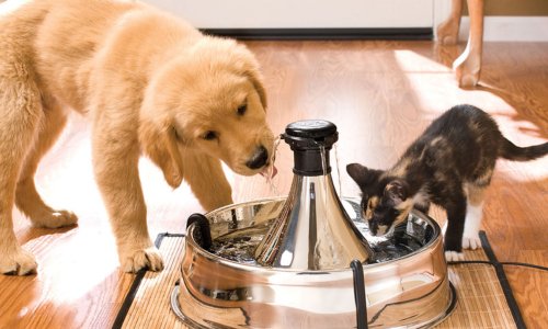 Introducing the PetSafe 360 Stainless Steel Pet Fountain – Your Key to Pet Hydration! - Woonona Petfoods