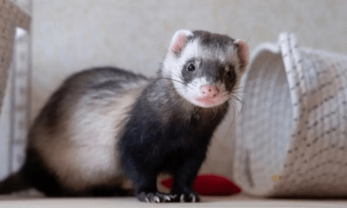 Is a Ferret the Right Pet for You? What to Know Before Getting a Ferret - Woonona Petfoods