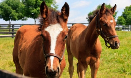 Is Digestive EQ right for my horse? - Woonona Petfood & Produce
