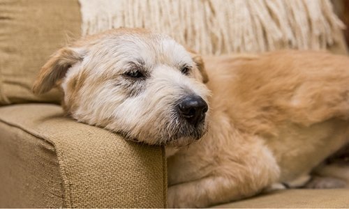 Is your pet slowing down? - Woonona Petfoods