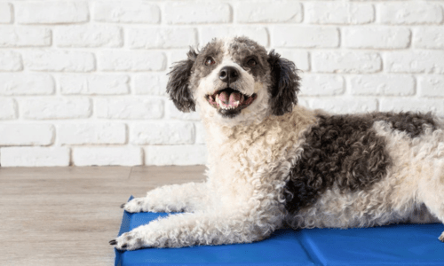 Keeping Pets Cool with Cooling Mats During the Australian Heatwave - Woonona Petfoods