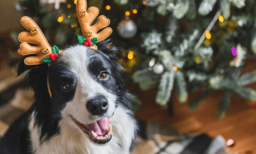 Keeping Pets Safe During the Holidays: Tips on Avoiding Chocolate, Toxic Plants, Fireworks, and Decorations - Woonona Petfoods