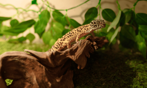 Keeping Reptiles Cool: Essential Tips for Hot Weather - Woonona Petfoods