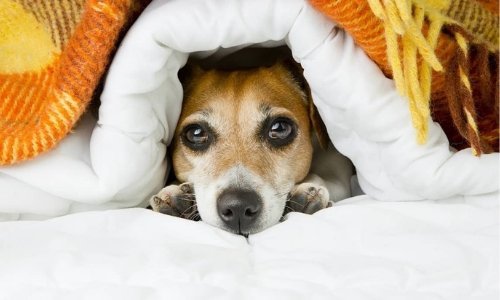 Keeping your pet happy and healthy during winter - Woonona Petfoods