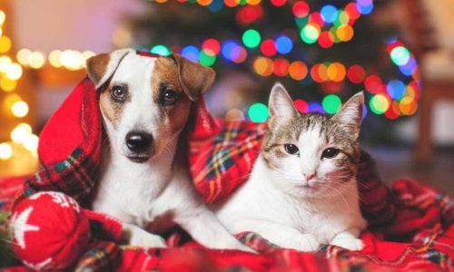Keeping your pet safe during the festive season - Woonona Petfoods