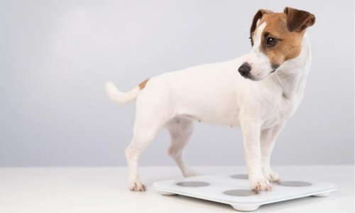 Maintaining a Healthy Weight for Your Pet - Woonona Petfoods