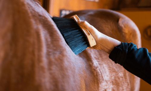 Managing Skin Problems in Horses: A Guide for Horse Owners - Woonona Petfoods