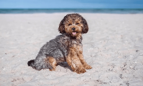 Most Popular Small Dog Breeds in Australia - Woonona Petfoods
