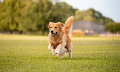 Navigating the Threat of Ticks in Australia for Dogs - Woonona Petfoods
