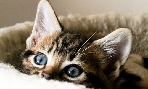 Nutrition for your kitten - Woonona Petfoods