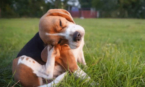 Parasites in Puppies: What Every New Pet Owner Needs to Know - Woonona Petfoods