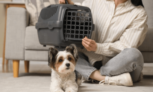 Pet Boarding vs Pet Sitting: Which Is Best for Your Pet? - Woonona Petfoods