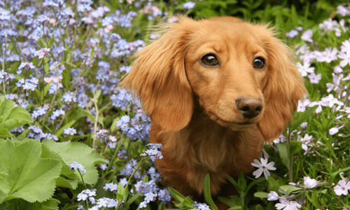 Pet-Friendly Gardening: Safe Plants & Mulch for Your Backyard - Woonona Petfoods