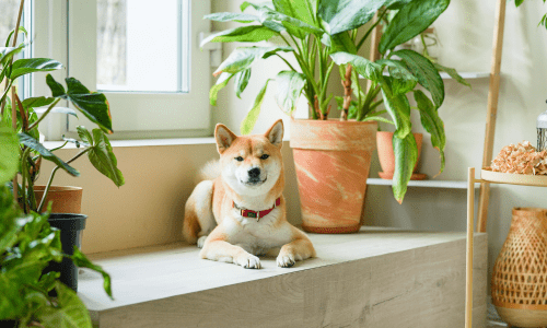 Pet-Friendly Indoor Plants: Beautify Your Home Safely - Woonona Petfoods