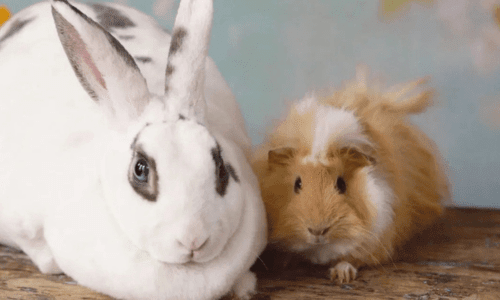 Pet Guide: Everything You Need to Know About Caring for Rabbits and Guinea Pigs - Woonona Petfoods