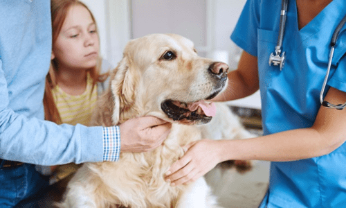 Pet Insurance - Is It Worth It? - Woonona Petfoods