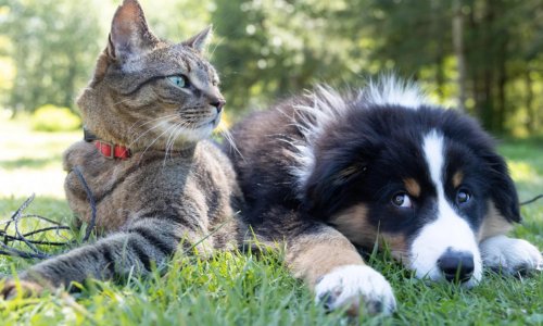 Pet Myths Busted: Separating Fact from Fiction - Woonona Petfoods