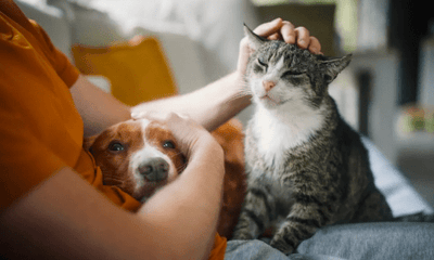 Pet Ownership in Australia Continues to Grow Amid Rising Costs - Woonona Petfoods