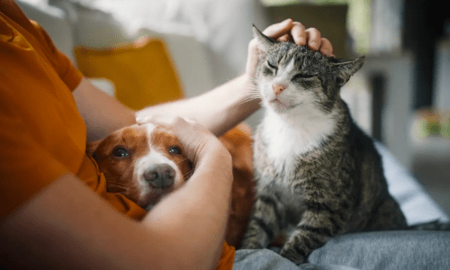 Pet Ownership in Australia Continues to Grow Amid Rising Costs - Woonona Petfoods