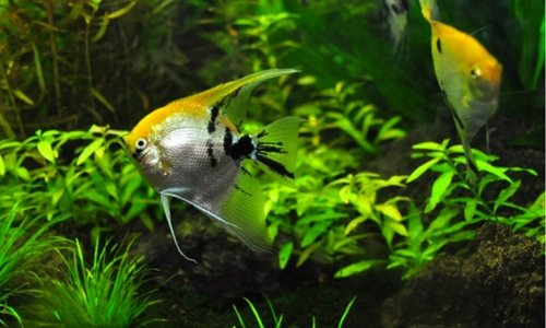 Plants and Fish: Creating a Balanced Ecosystem in Your Aquarium - Woonona Petfood & Produce