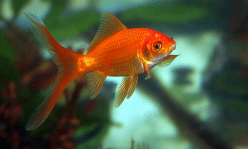 Popular Fish for Beginners: The Best Aquarium Fish to Start Your Tank - Woonona Petfoods