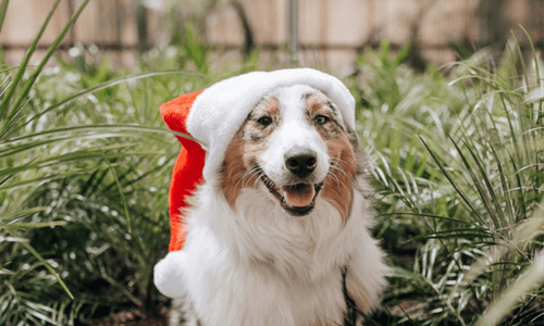 Preparing for the Festive Season with Pets - Woonona Petfoods
