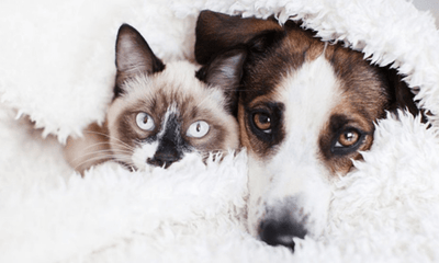 Preparing for Winter in Australia: A Complete Guide for Pet Owners - Woonona Petfoods