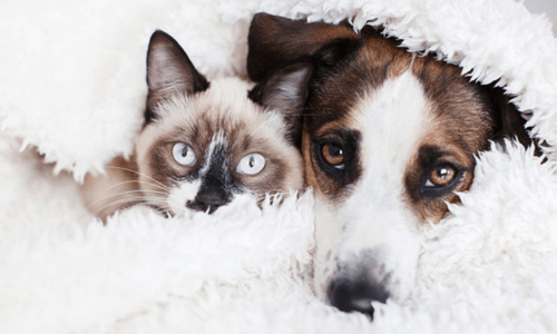 Preparing for Winter in Australia: A Complete Guide for Pet Owners - Woonona Petfoods