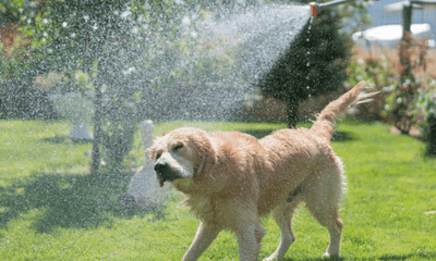 Preparing your pet for summer - Woonona Petfoods