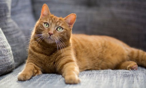 Preventing Urinary Issues in Your Cat: A Guide to Feline Health - Woonona Petfoods
