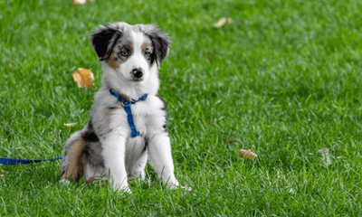 Puppy’s First Year: Milestones and Must-Haves - Woonona Petfoods