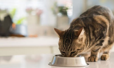 Purr-fect Palate: Tips for Feeding Your Fussy Cat - Woonona Petfood & Produce