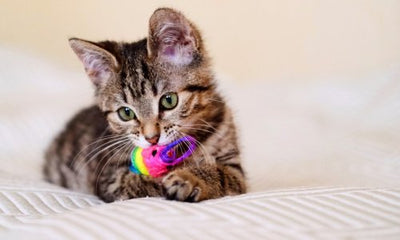 Purr-fect Playtime: Keeping Your Kitten Entertained - Woonona Petfood & Produce