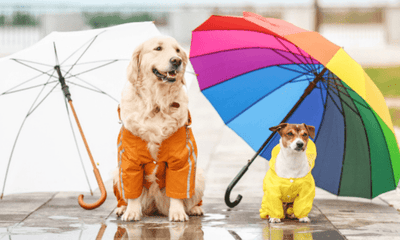 Rainy Day Activities for Dogs and Cats - Woonona Petfoods