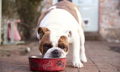 Raw Feeding – is it time to join the revolution? - Woonona Petfoods
