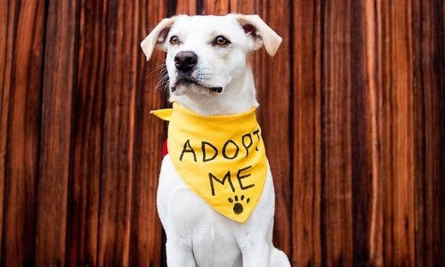 Reasons Why Rescue Dogs Are The Best - Woonona Petfoods