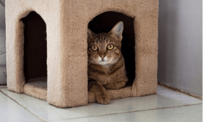 Reducing Stress in Multi-Cat Households: A Complete Guide - Woonona Petfoods