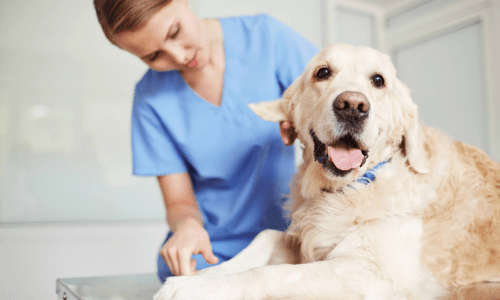 Rising Fuel Costs and Veterinary Access: What It Means for Pet Owners - Woonona Petfoods