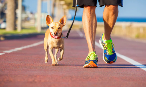 Running With Your Dog: A Complete Guide to Safe, Fun & Healthy Exercise - Woonona Petfoods