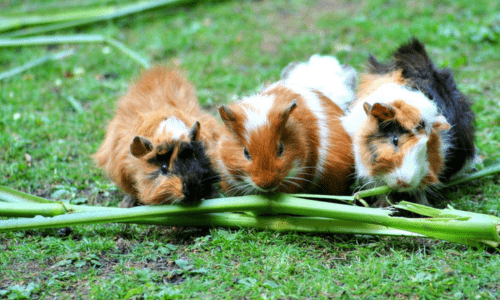 Safe and Unsafe Foods for Rabbits and Guinea Pigs - Woonona Petfoods