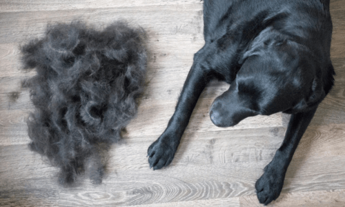Seasonal Shedding in Dogs and Cats: Why It Happens and How to Manage It - Woonona Petfoods