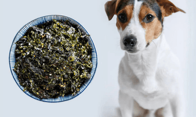 Seaweed Meal for Dogs: A Natural Solution for Dental Health and Overall Wellness - Woonona Petfoods