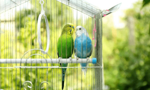 Selecting the Best Bird Cage for Your Feathered Friend - Woonona Petfoods