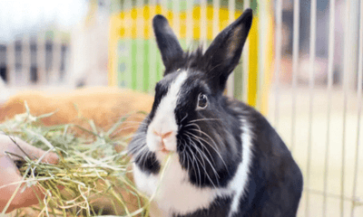 Setting Up the Perfect Habitat for Small Pets: Comfort, Enrichment, and Care - Woonona Petfoods