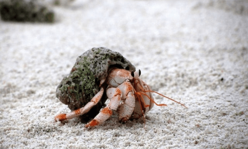 Shell Shopping: Why Hermit Crabs Need Extras on Hand - Woonona Petfoods