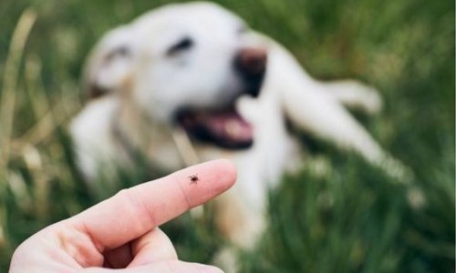 Shortage of tick antiserum - Woonona Petfoods