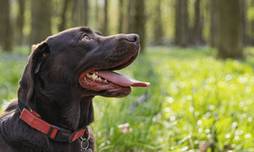 Should I Use a Dog Collar or Harness? - Woonona Petfoods