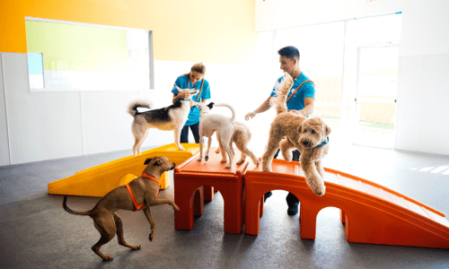 Should My Dog Go to Daycare? - Woonona Petfoods